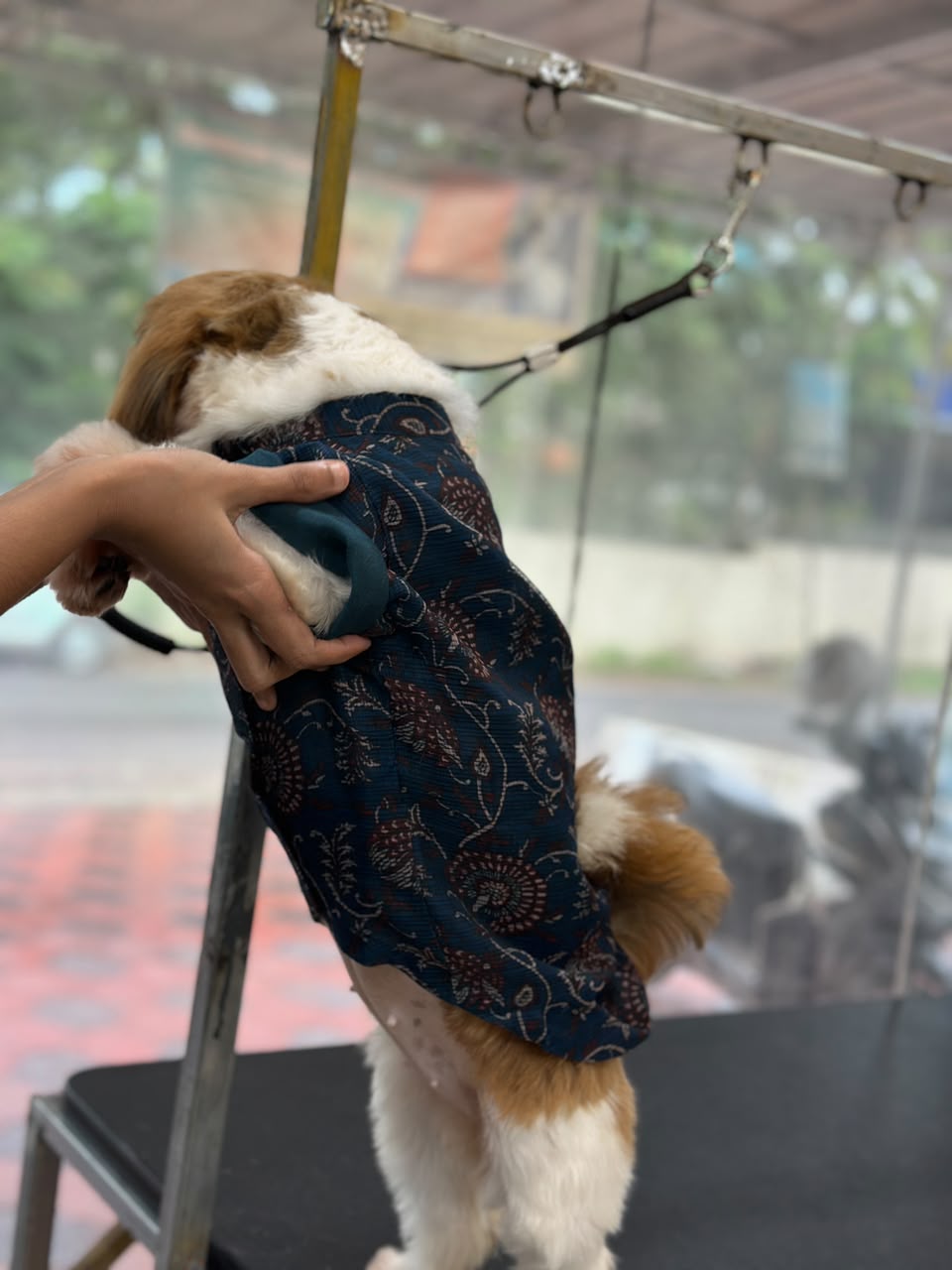 Coco, Pune wearing Rose Vest