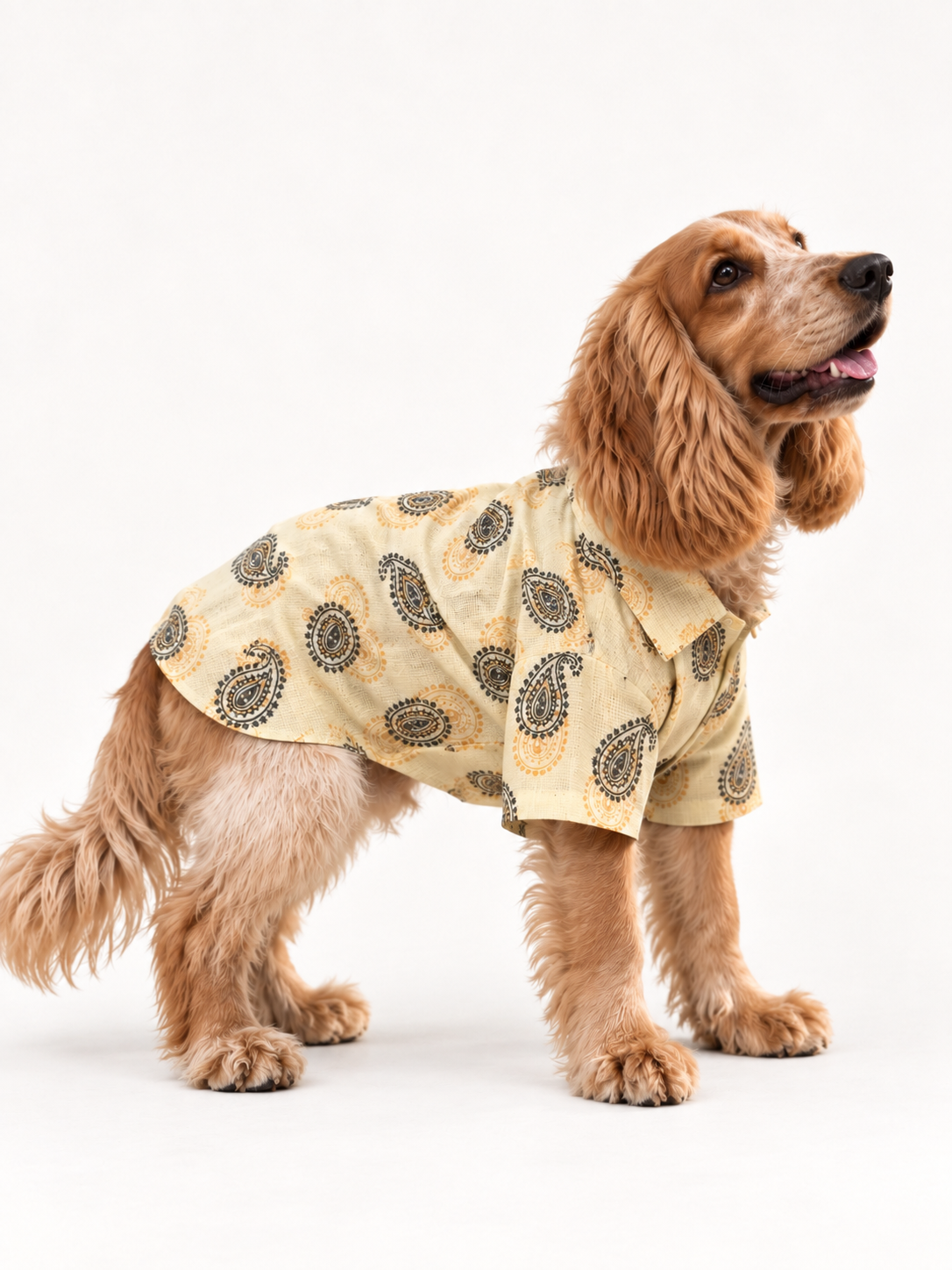 Golden Paisley Shirt on a dog