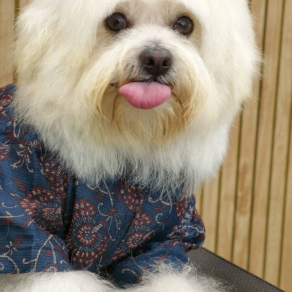 A small white dog wearing the Indigo Ajrakh Shirt