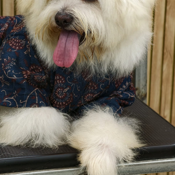 A small white dog lying down in the Indigo Ajrakh Shirt