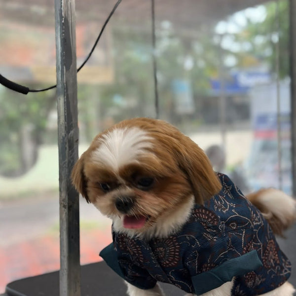 A Shih Tzu standing in the Indigo Ajrakh Shirt