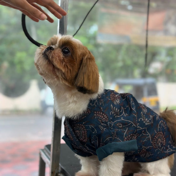 A Shih Tzu looking up, wearing the Indigo Ajrakh Shirt