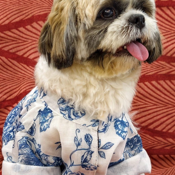 A Shih Tzu with its tongue out, sitting in the Bloomsbury Blues Shirt
