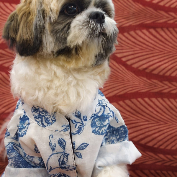 A Shih Tzu sitting up straight in the Bloomsbury Blues Shirt