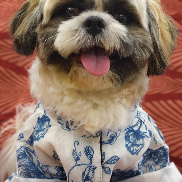A happy Shih Tzu facing forward in the Bloomsbury Blues Shirt