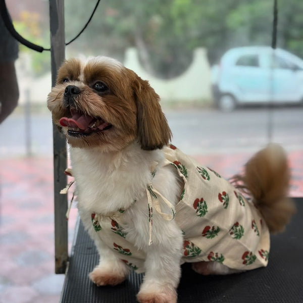 A Shih Tzu sitting in the Marigold Bloom Dress