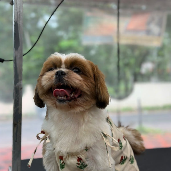 A Shih Tzu facing the camera in the Marigold Bloom Dress