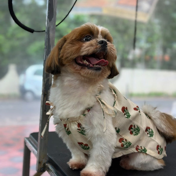 A Shih Tzu standing in the Marigold Bloom Dress