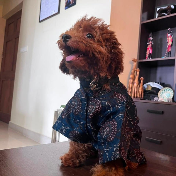 A toy poodle sitting in the Indigo Ajrakh Shirt