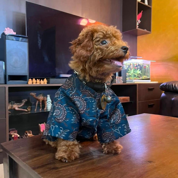 A toy poodle standing in the Indigo Ajrakh Shirt